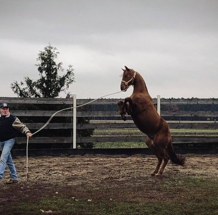 Cattlemans Ranch | Kolkwitz