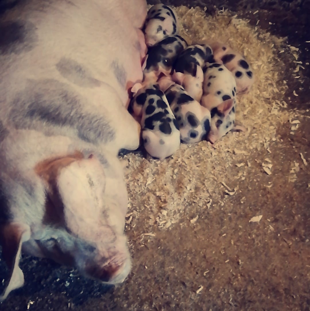 Microferma Porci Gilau | Gilau