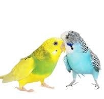 Feathered friends