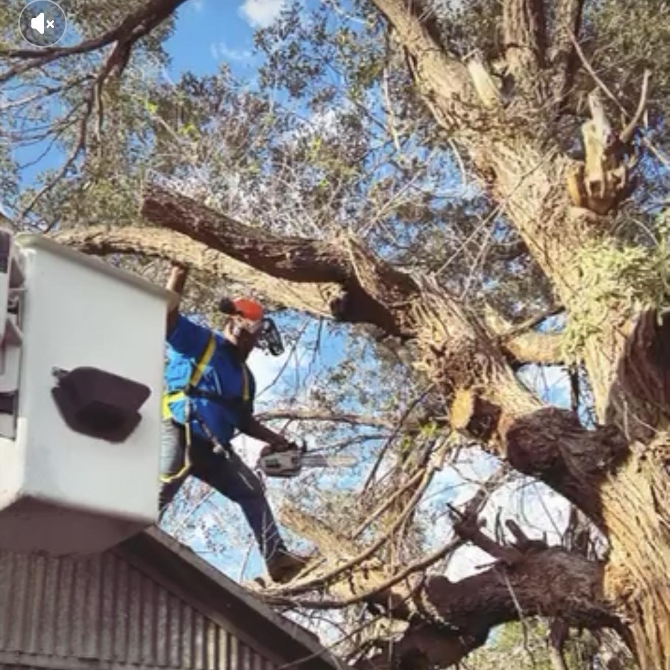 West Texas Tree Service | Seminole TX