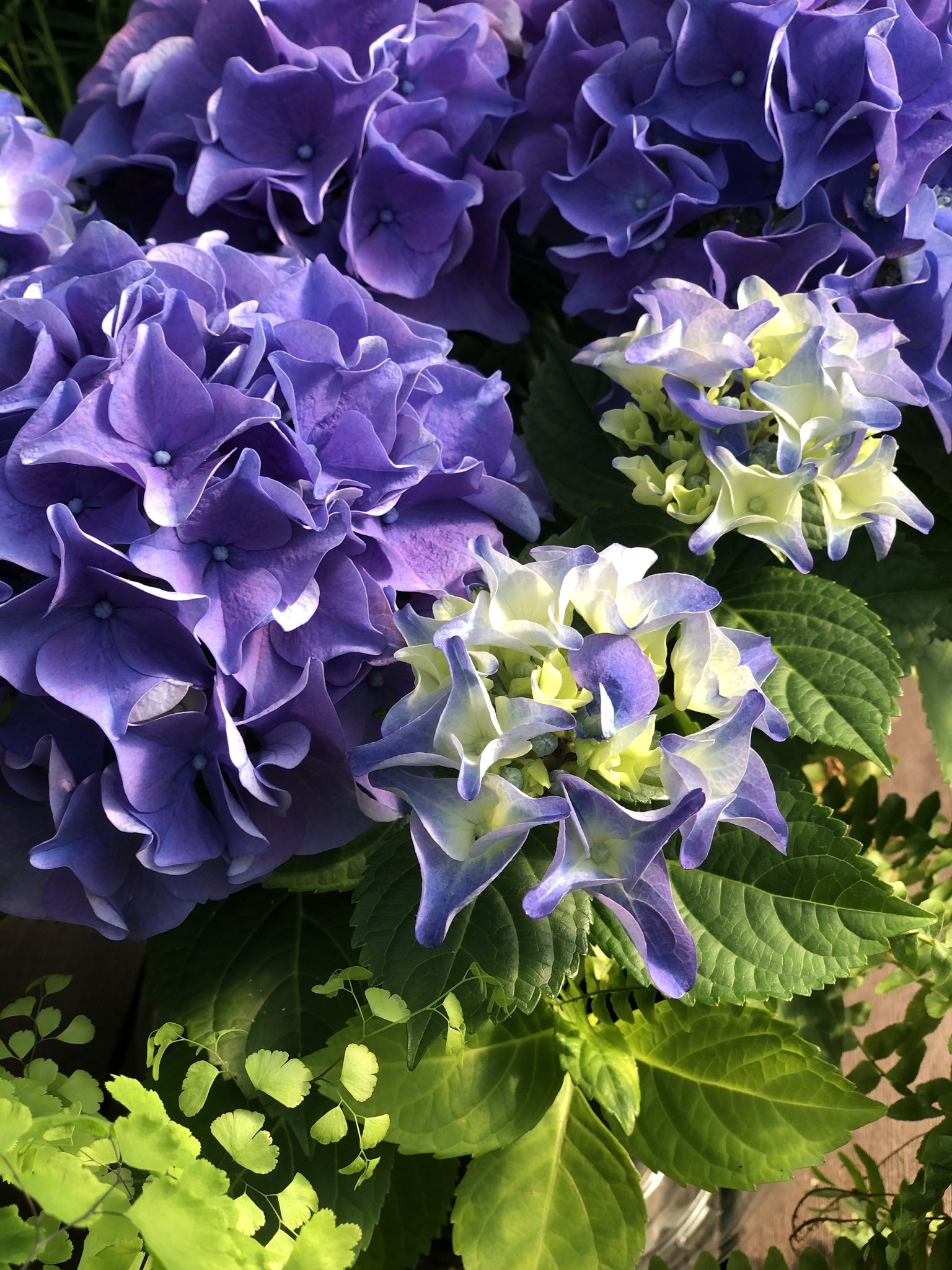 Kunz Greenhouses and Garden Center | Port Jefferson Station NY