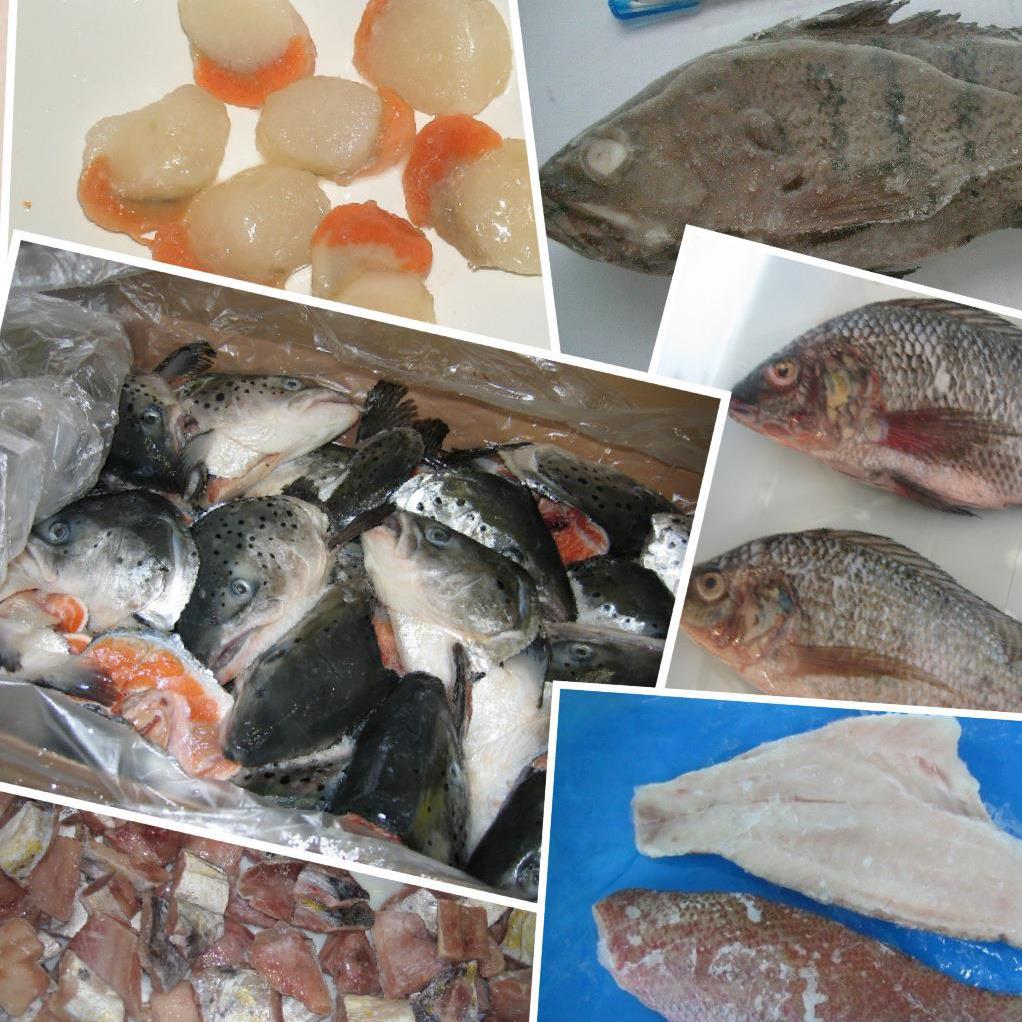 Fish Society | Samut Sakhon