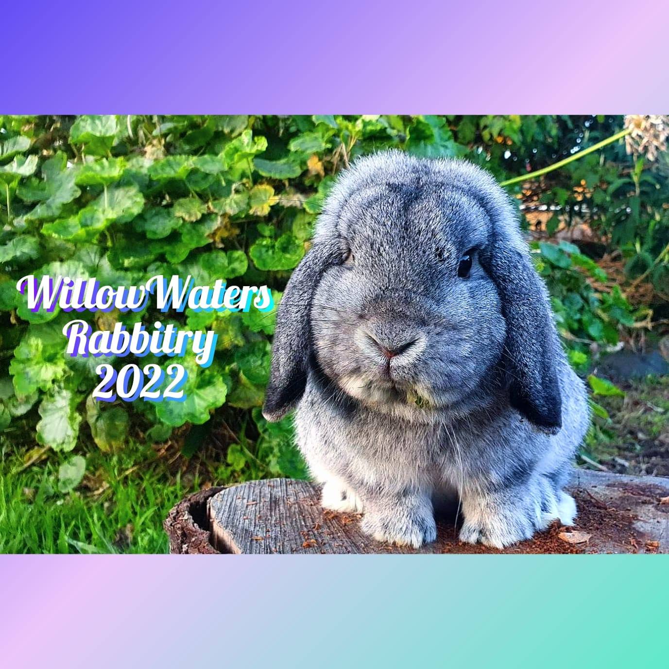 Willow Waters Rabbitry | Hobart TAS
