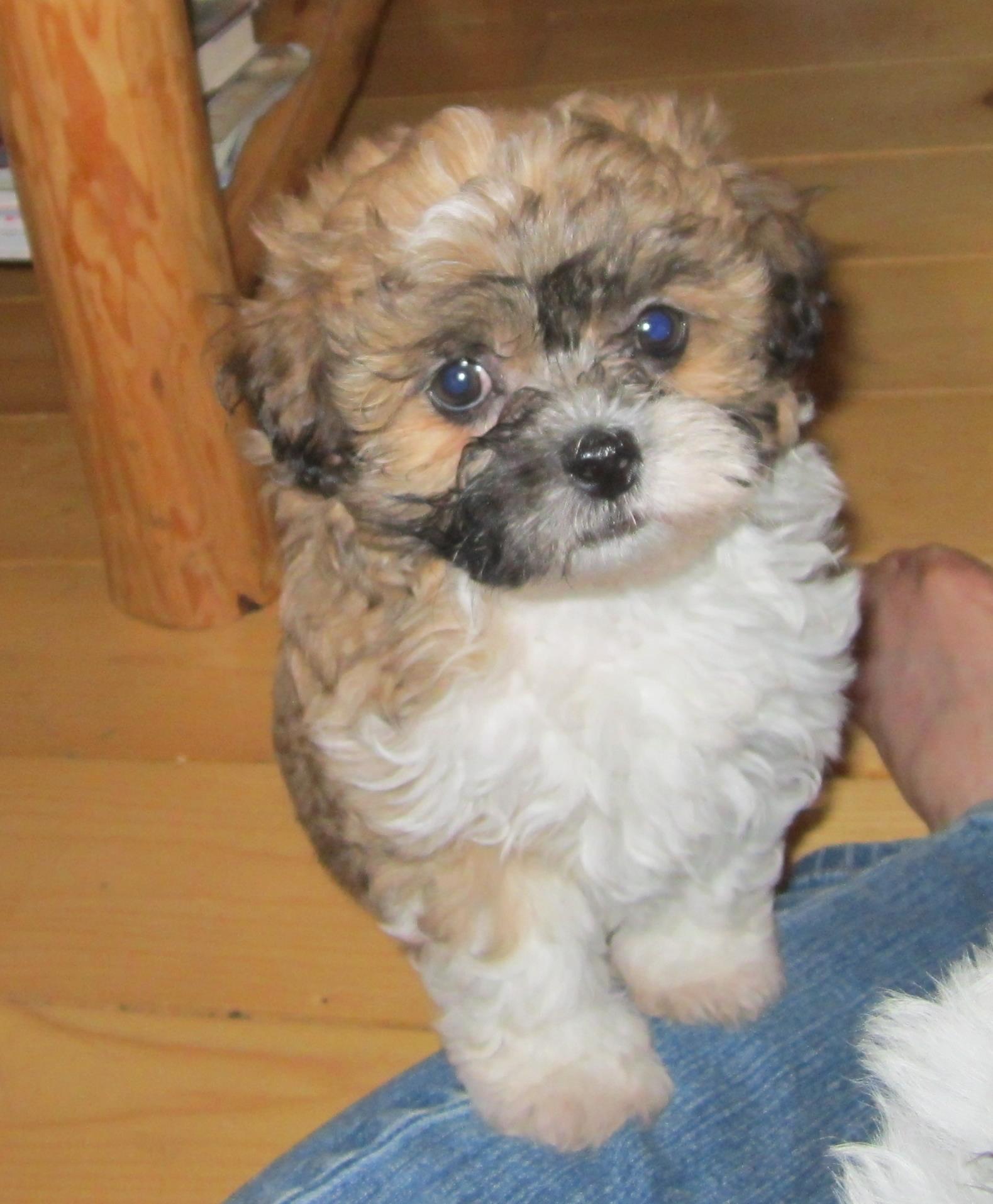 Fuzzybear Puppies Fluffy Teddy Bears | Le Roy MN