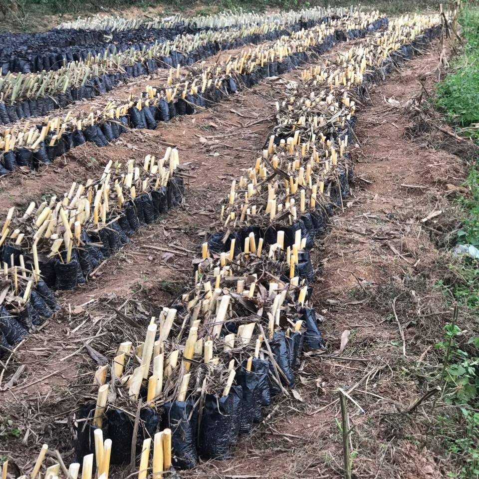 Kitere Bamboo Farm | Nairobi