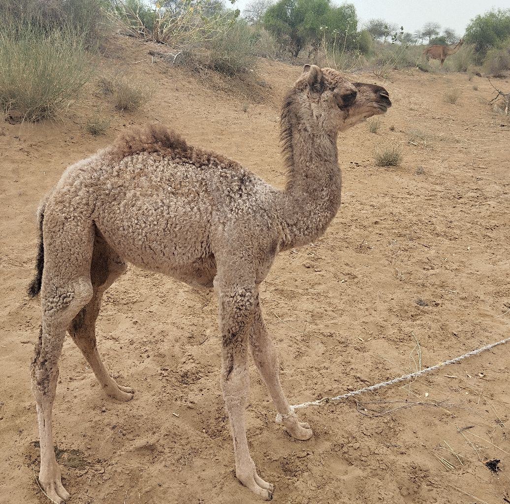 Camels drinking sweet water in water tank in desert Thar Sindh King of ...