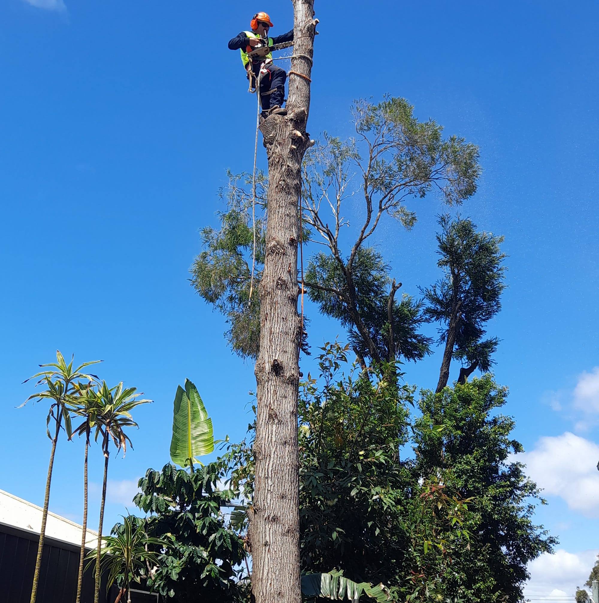 Treez - Tree Services gold Coast | Gold Coast QLD