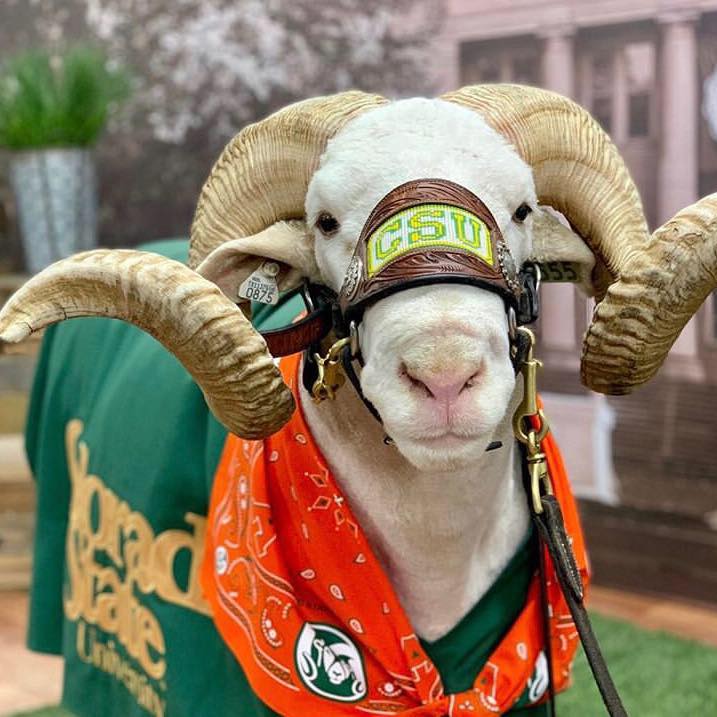 CSU Stewards of Animal Sciences | Fort Collins CO