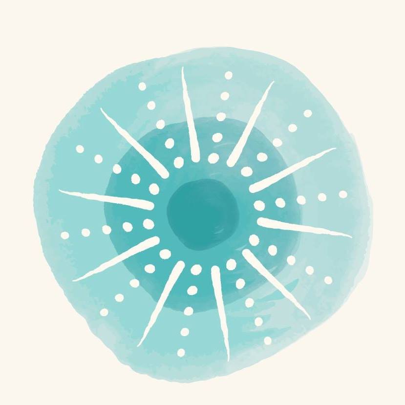 Little Urchin - Roll before you swim or stroll. 🌊 Little... | Facebook