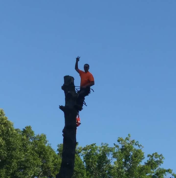 TnT Tree Service