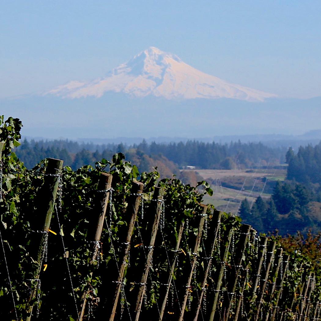Pete s Mountain Vineyard Winery Our friends from renegade mobile kitchen will be back on