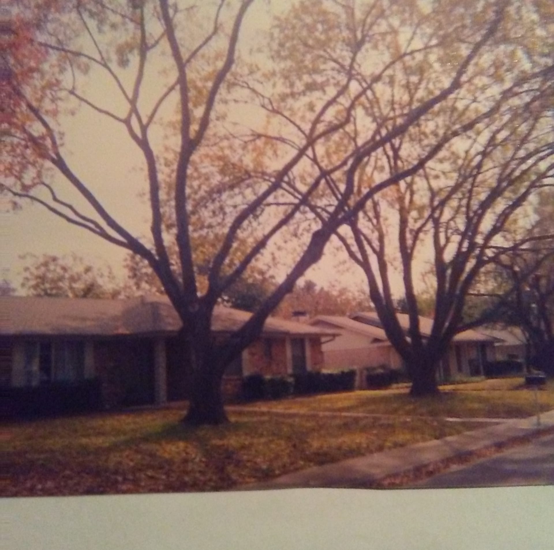 Lindsey's Tree Service & Landscaping