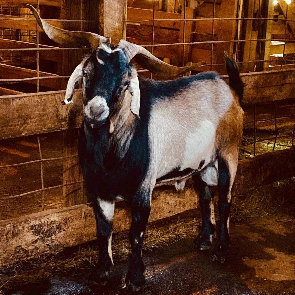 Springfield Stockyard | Springfield SC