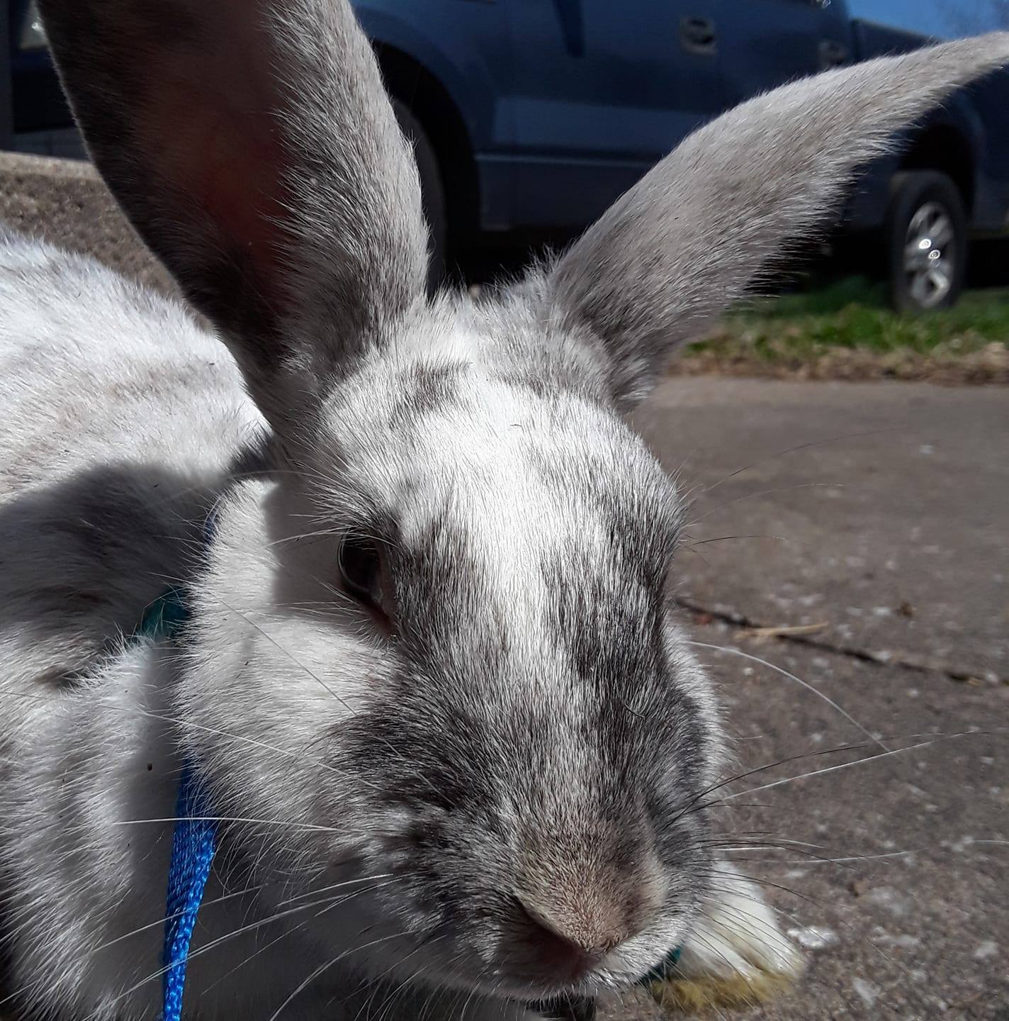 Hop On In Rabbitry and Rescue | Springfield MO