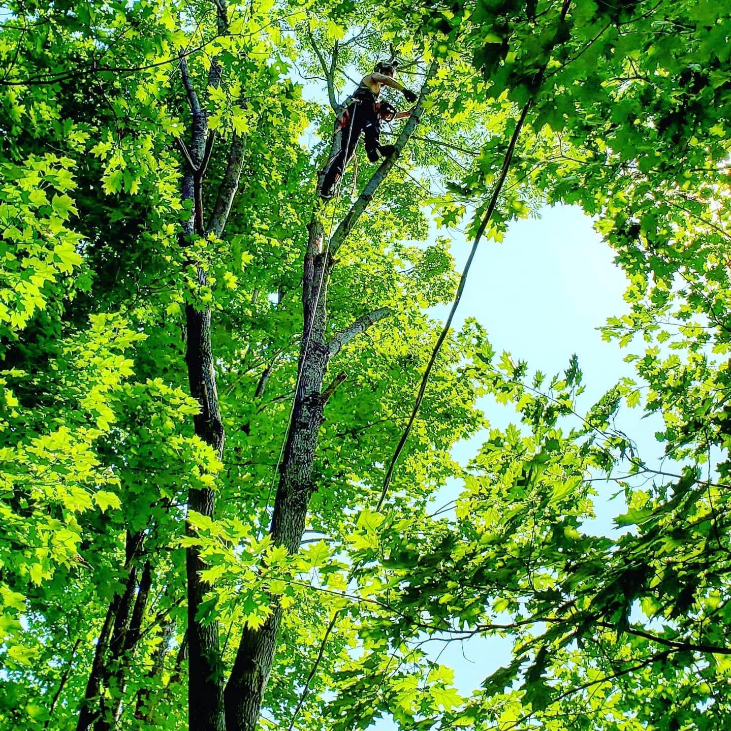 Sound Tree Service