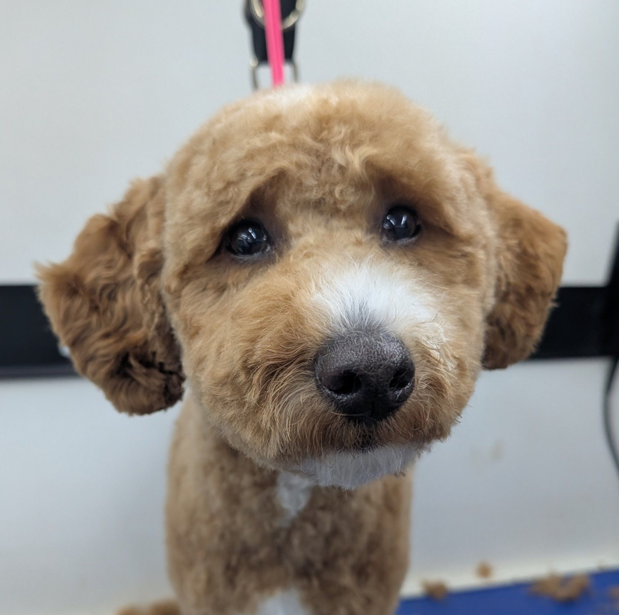 Dapper Dog Mobile Grooming, LLC