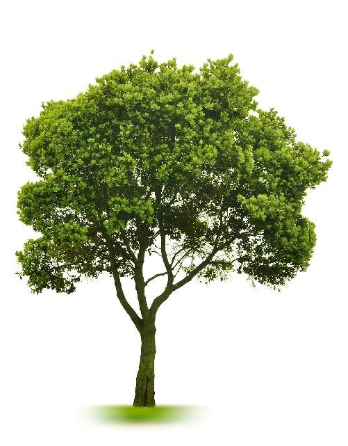 The Holy Maple Tree