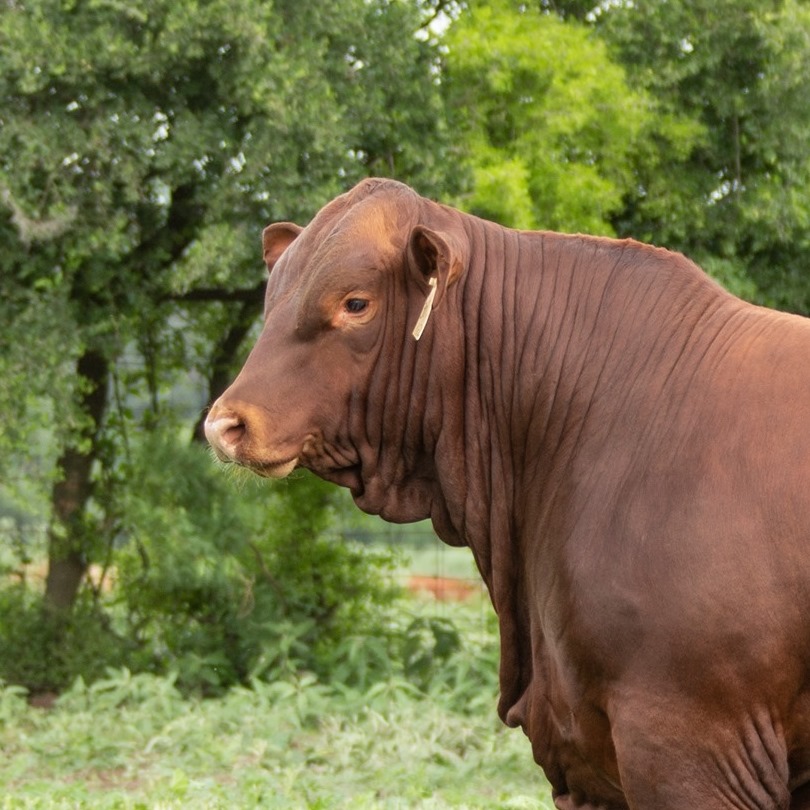 Strait Ranches | Streetman TX