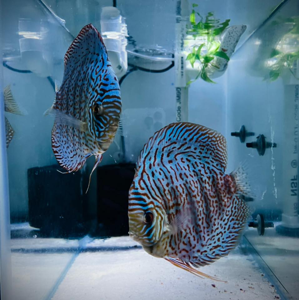 Dallas Discus