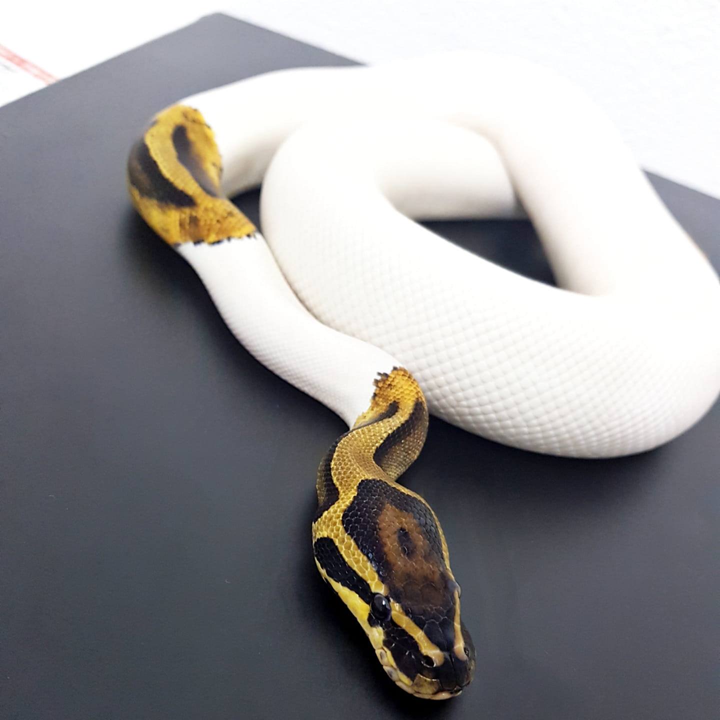 Spider Pied Ball Python Ball Pythons For Sale Imperial Reptiles