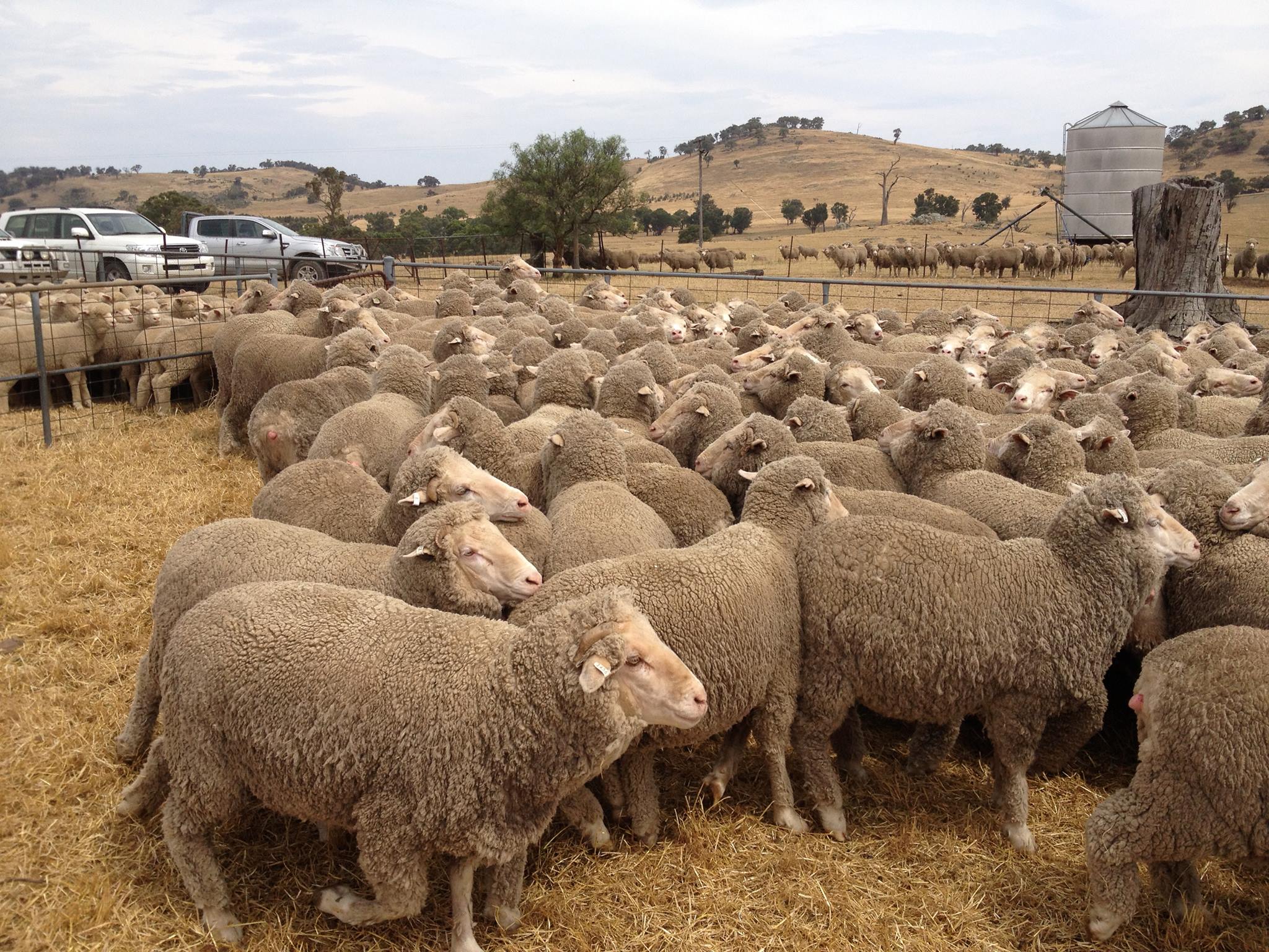 JOHN STANLEY LIVESTOCK | Wagga Wagga NSW