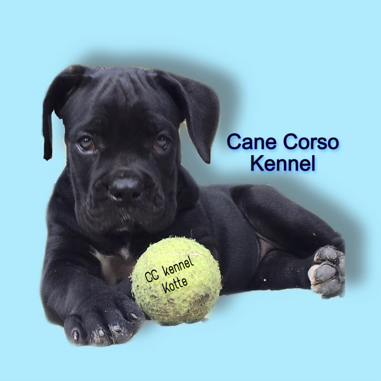 Cane Corso. Sri Lanka | Colombo