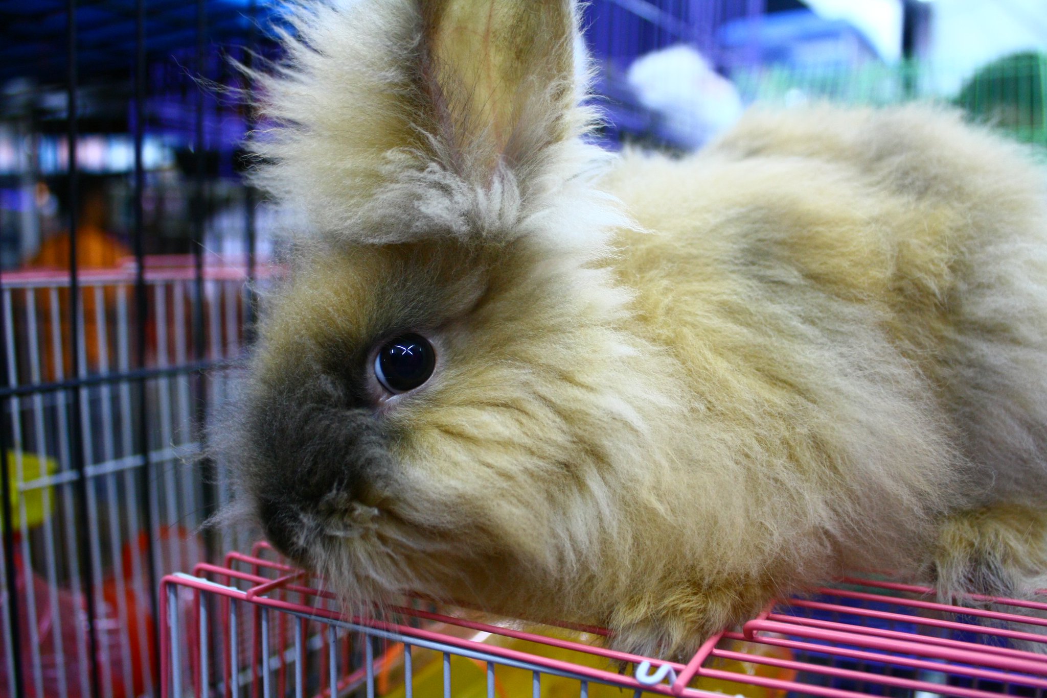 Rabbit For Sale/Arnab Untuk Dijual
