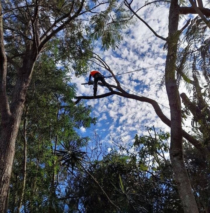 Sunny Coast Tree Removals | Sunshine Coast QLD
