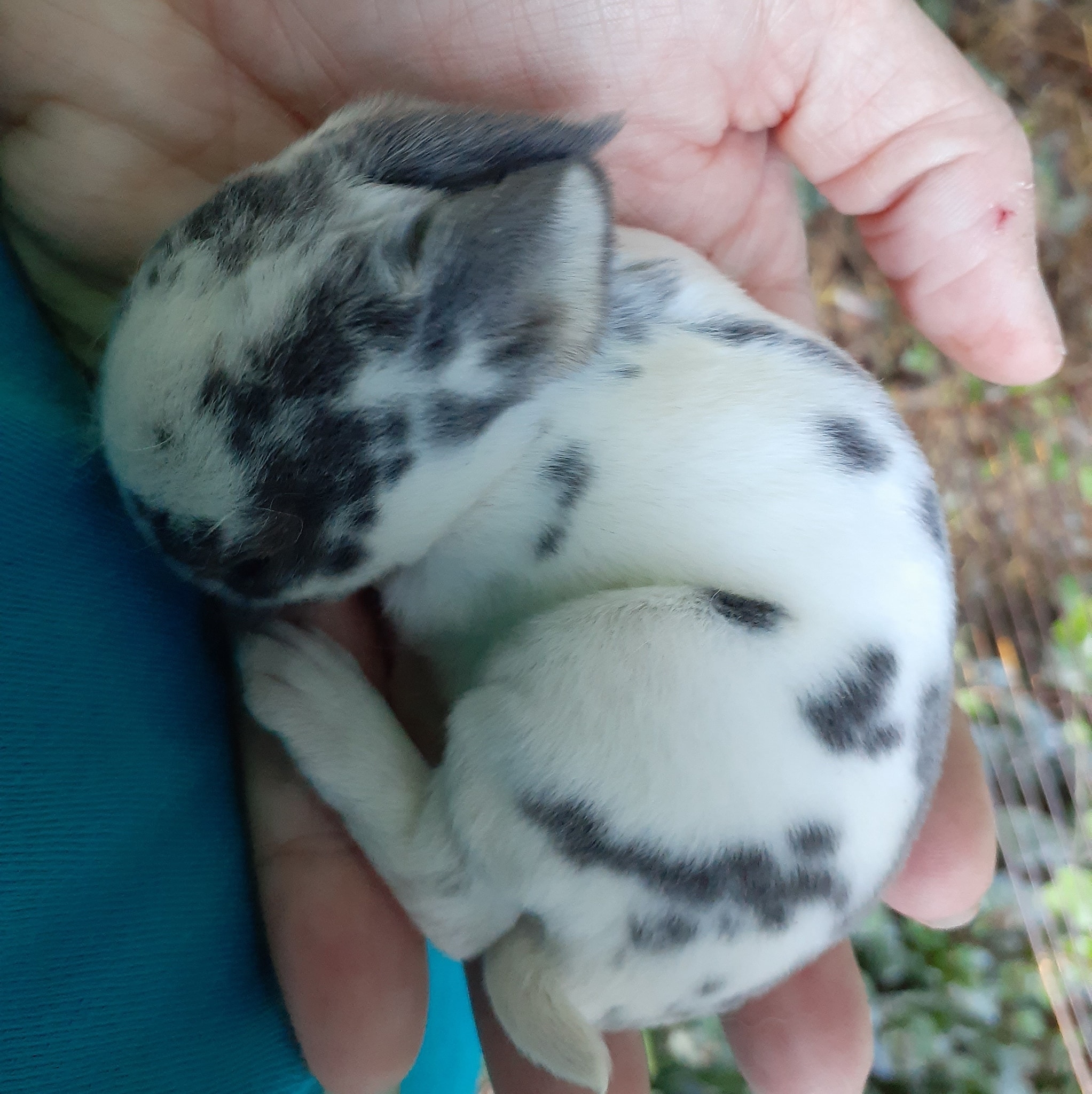 Hoppy & Healthy Rabbitry | Toccoa GA