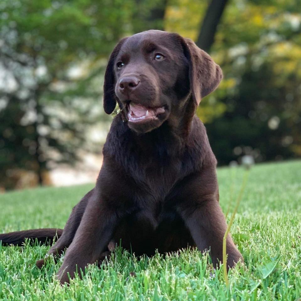 Pleasant Ridge Labradors | West Point IA