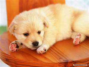 Dogs world(دنیای سگها)‎