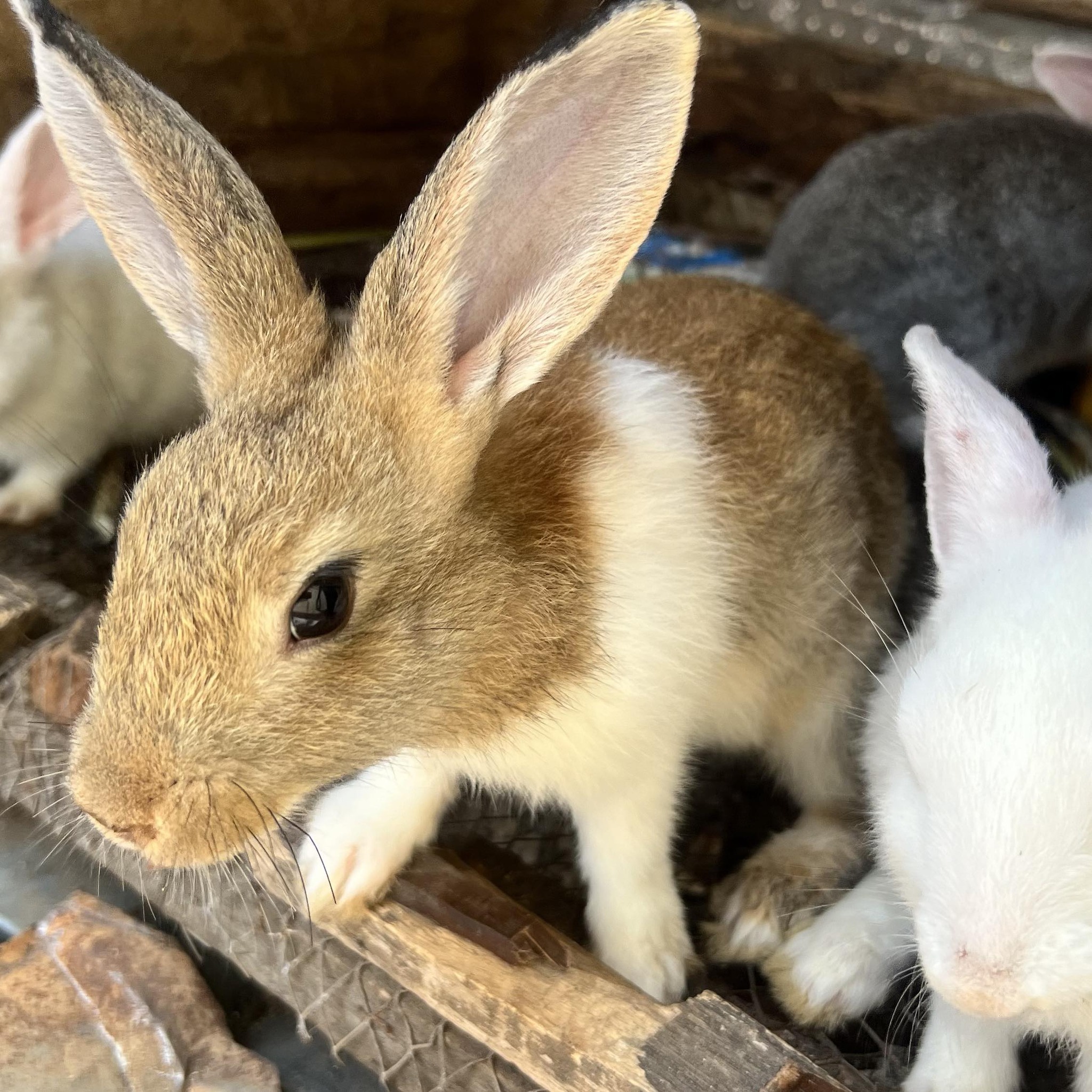 How to treat diarrhea in rabbits : Treat the rabbit with scent leaves ...