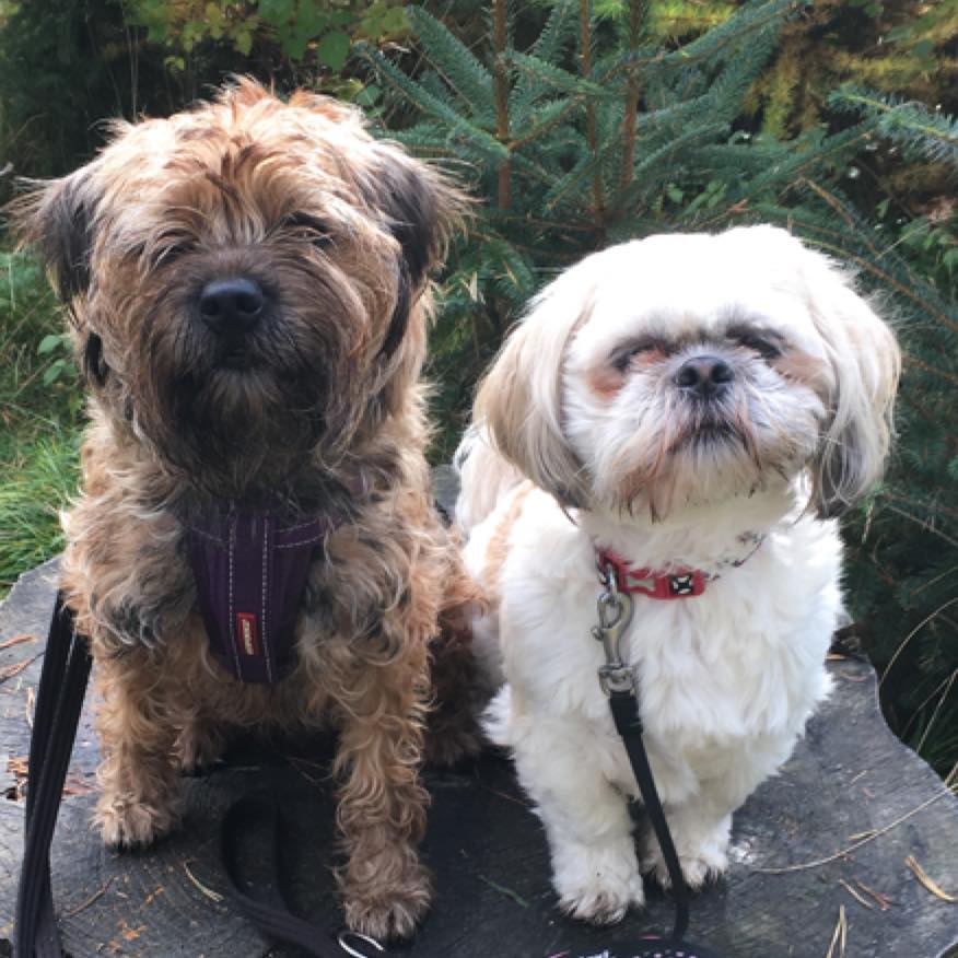 Hyper Hounds dog walking | Aberdeen