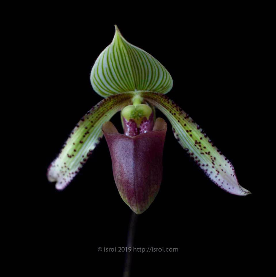 Happy Orchids | Bogor