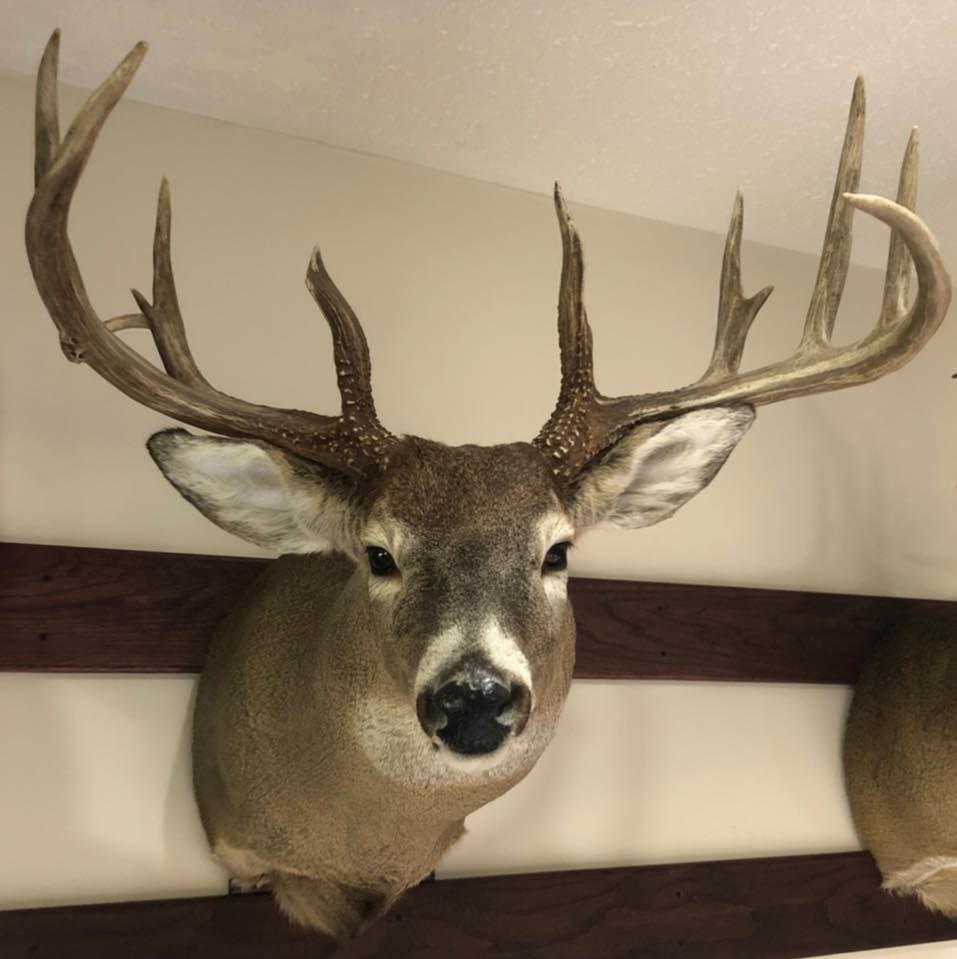 Colosimo Taxidermy - Lac La Biche