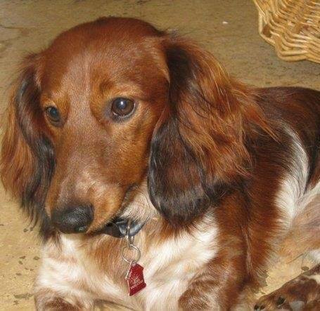 The Dachshund Ranch