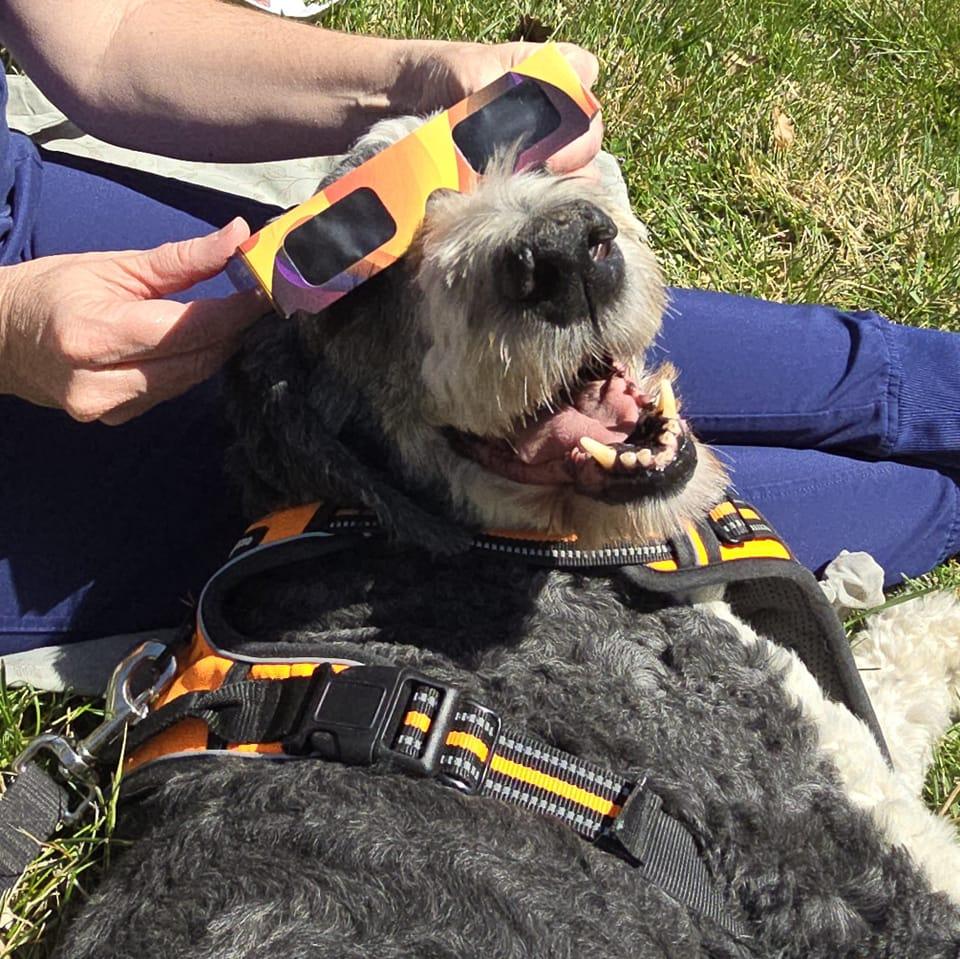 Ruff Life Pet Sitting And Services, LLC | Harrisonville MO