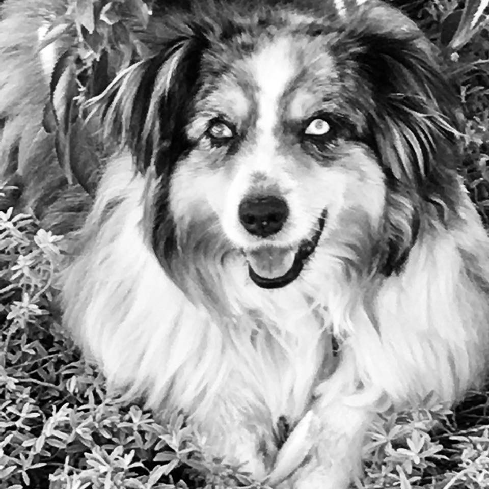 Donati Ranch Mini American Shepherd and Mini Aussies