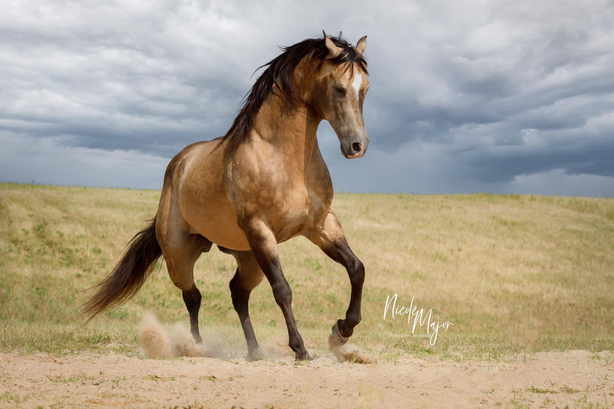 Danjer Farm Racing And Breeding