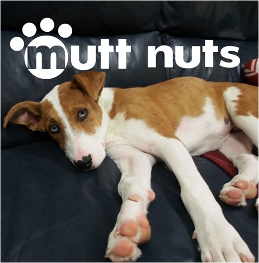 Scout, Kesh, Stella, Sierra, Roo & Cordy! | Mutt Nuts