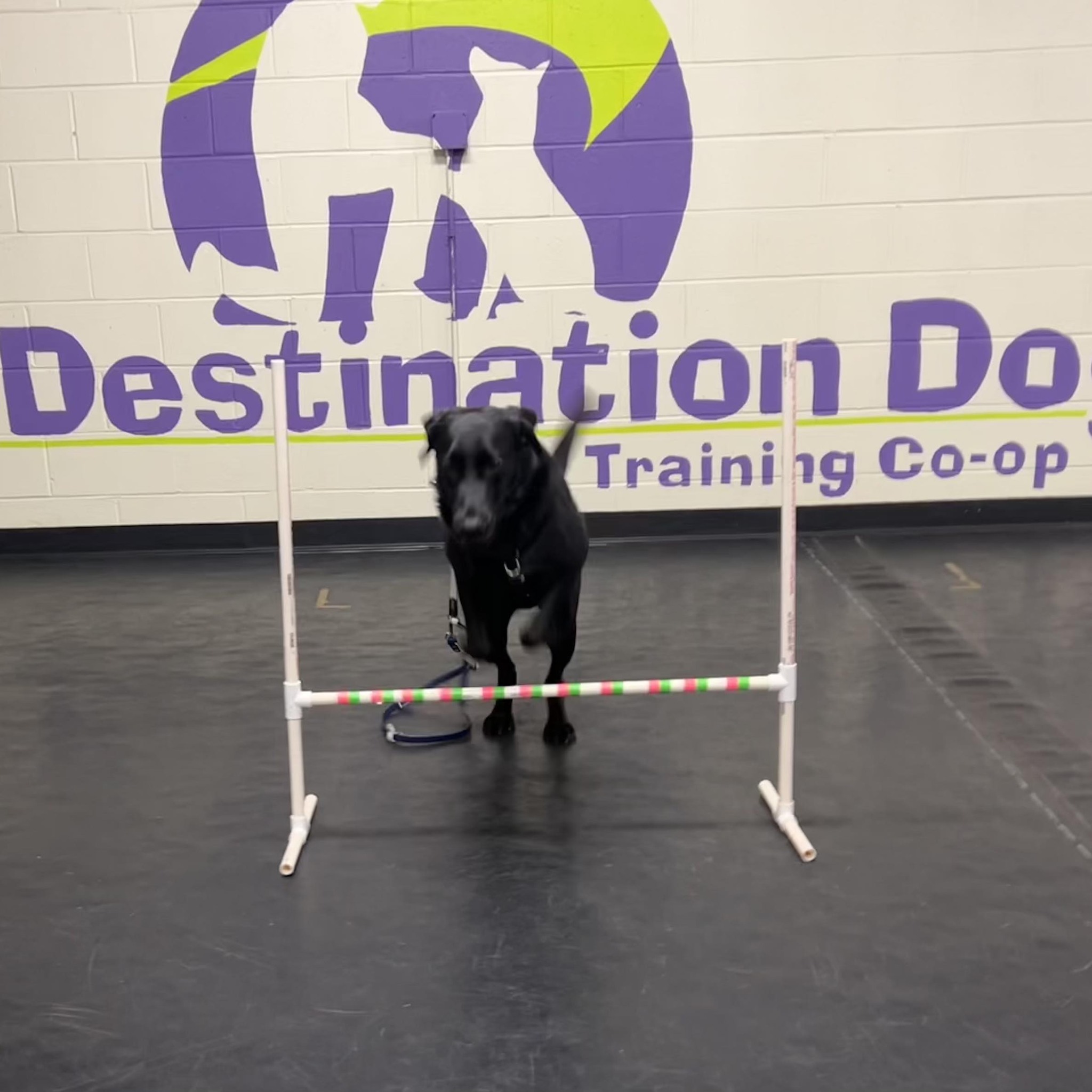 Training Tails Franklin