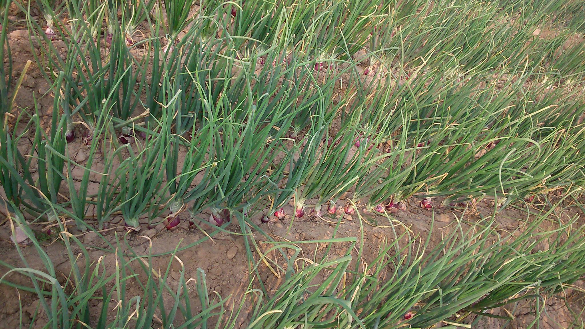 Rais Allah Ditta Rind Agriculture Farm | Maqsudo Rind