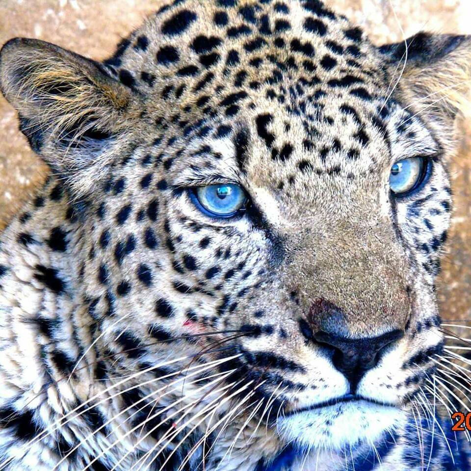 حديقة الحيوان - تعز - Taiz.Zoo