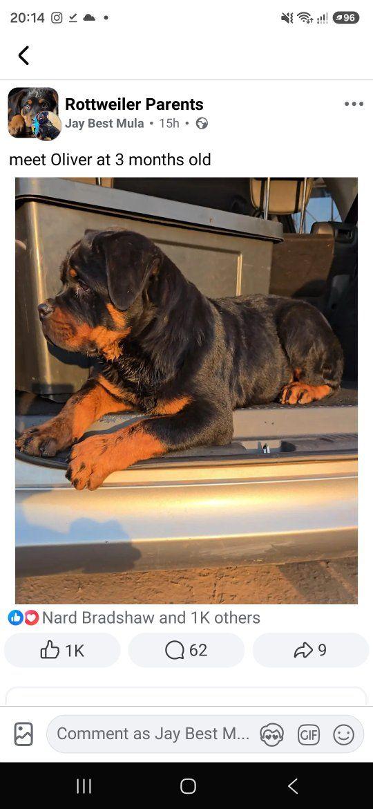 Dangote Rottweilers | Harare