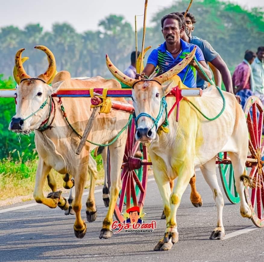 Rackla Race மாட்டுவண்டி பந்தயம்