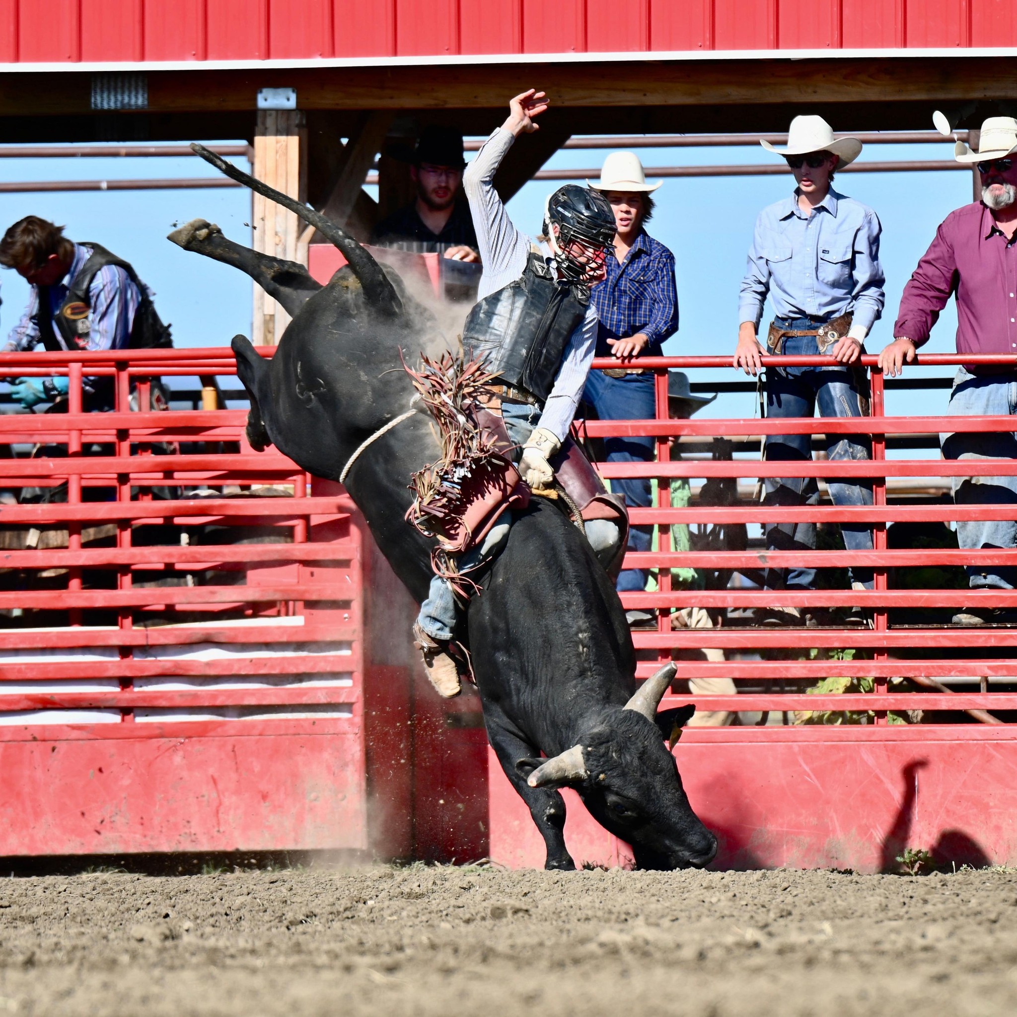 Bull Bash | Strasburg ND