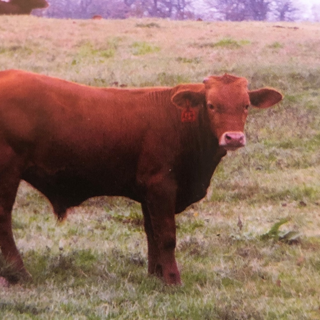 Rindal Ranches Custom Backgrounding | Ada OK