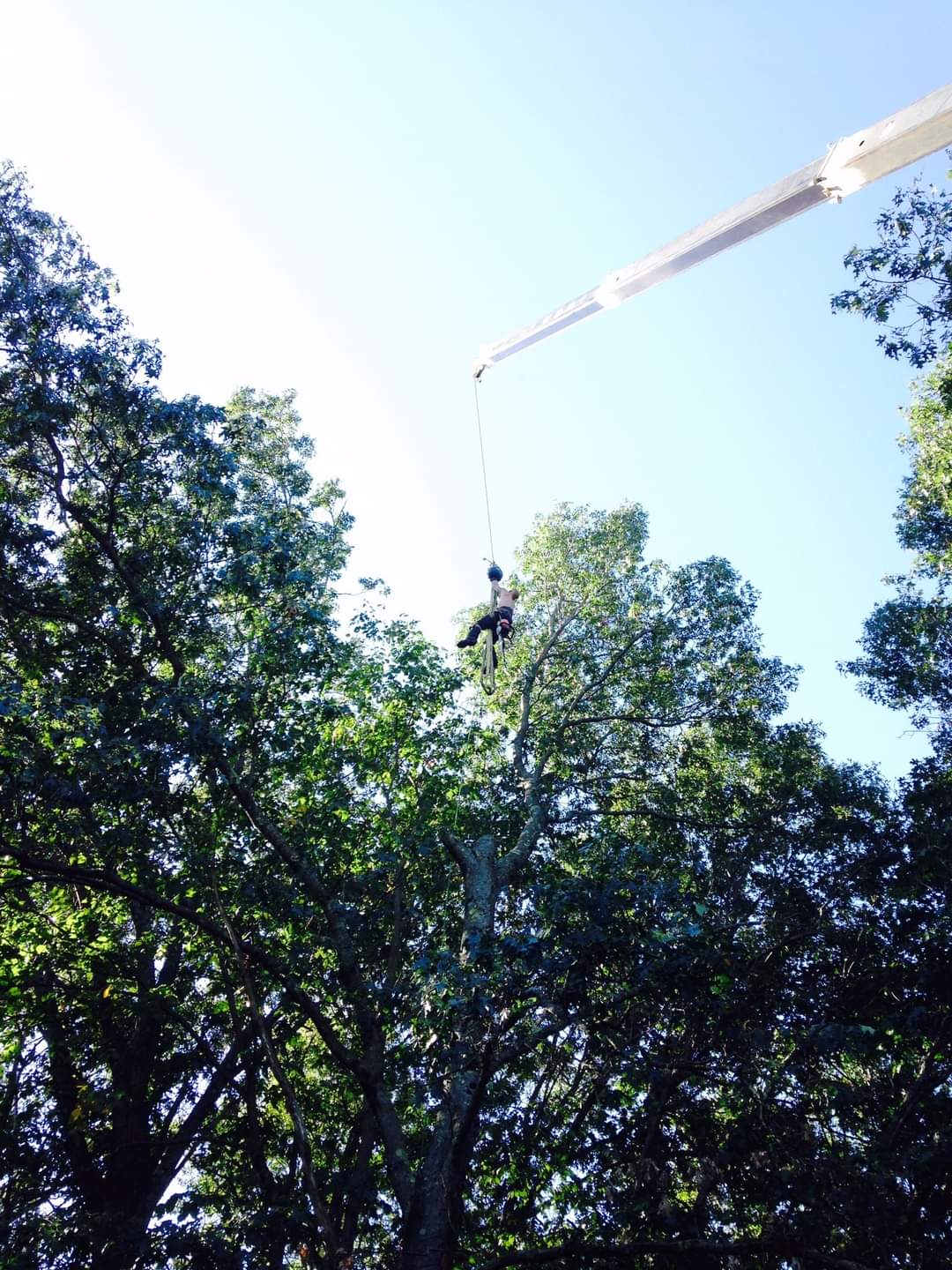 Madden Tree service | Hudson MA