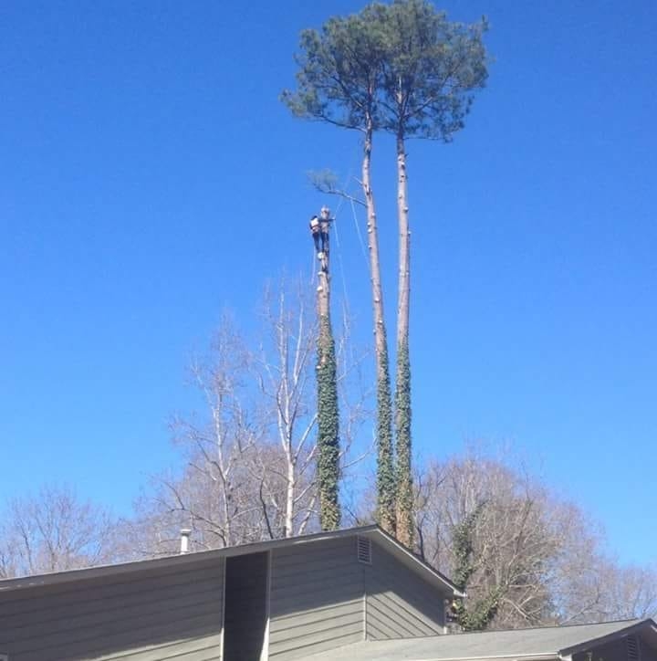 Griffin tree service Inc | Griffin GA