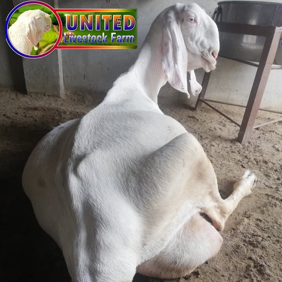 United Livestock Farm Layyah | Layyah